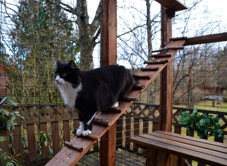 13 DIY Cat Stairs Plans You Can Make Today (With Pictures) Hepper