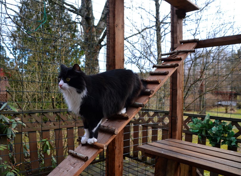 black and white cat going down on a ramp