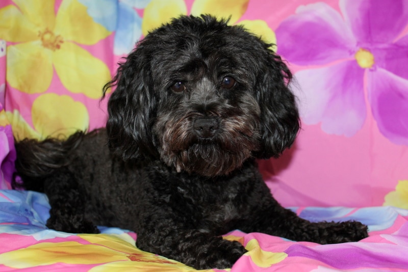 black maltipoo puppy