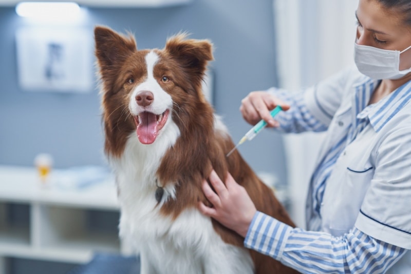 boarder collie dog being vaccinated