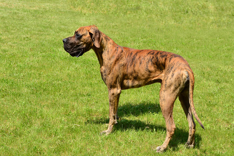 brindle great dane standing on grass