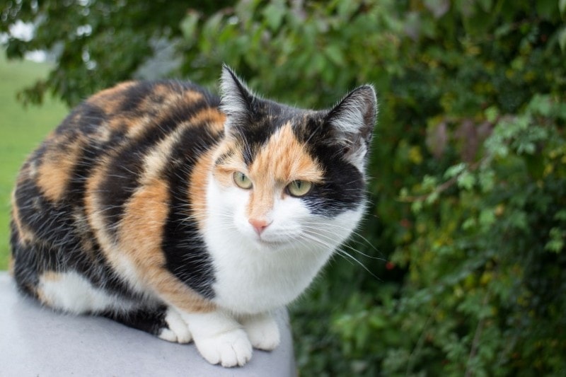 calico cat sitting outdoor