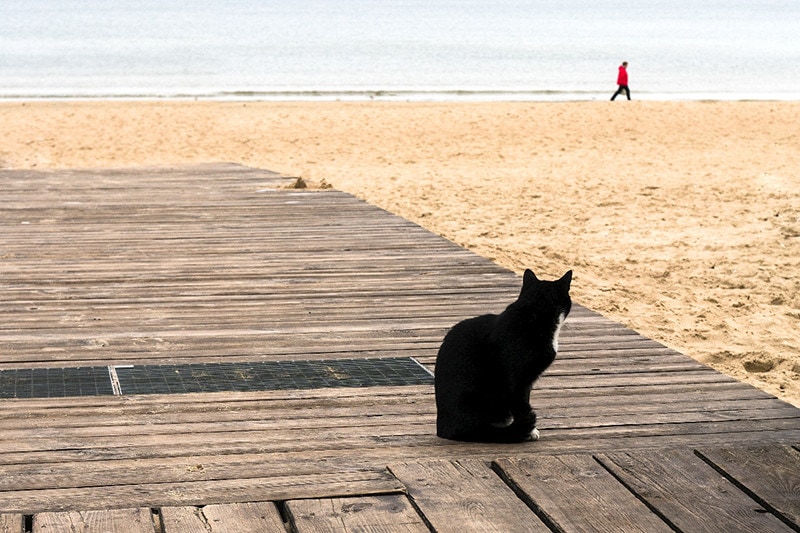 con mèo trên bãi biển cát