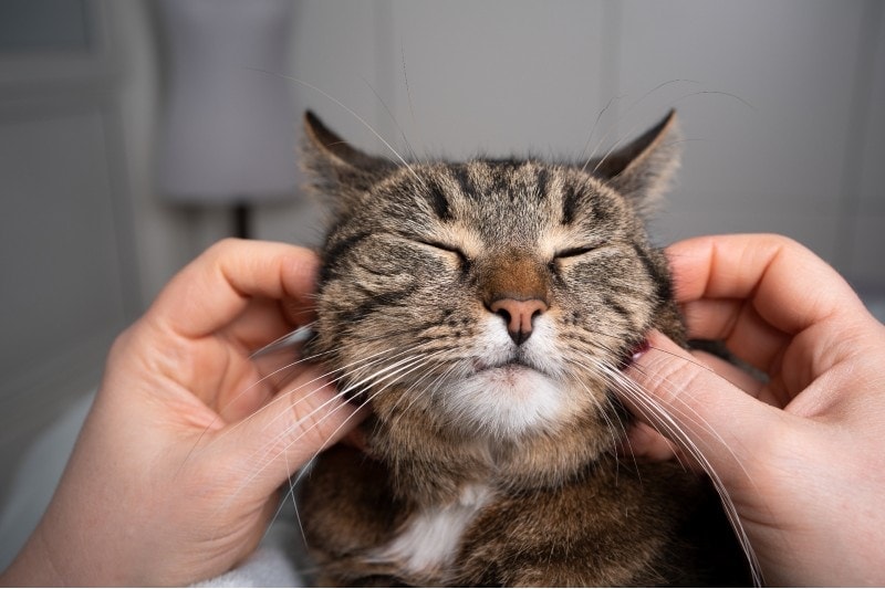 cat being massaged on the cheeks