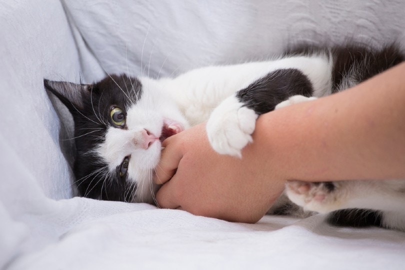 cat bites the woman's hand