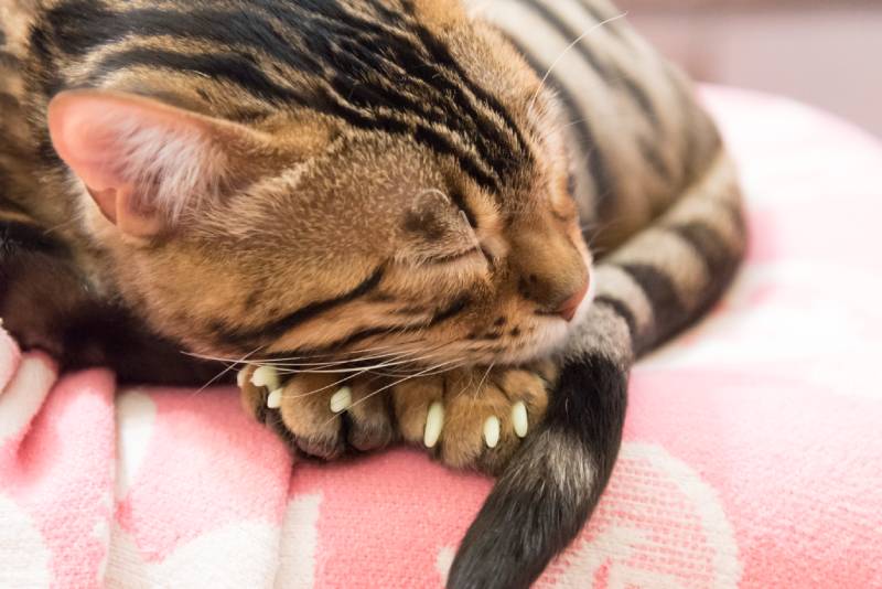 con mèo cuộn tròn ngủ với mũ móng tay trên