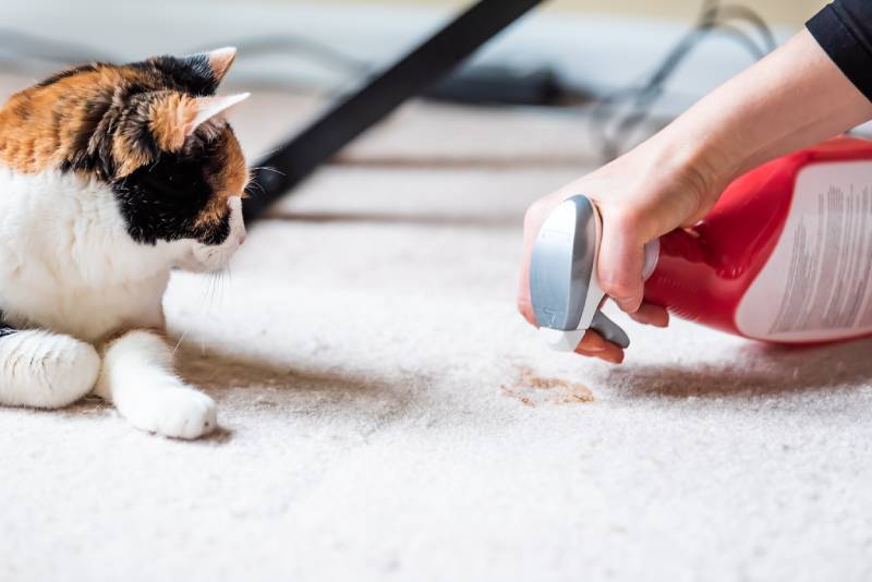 cat looking at mess on carpet while owner is spraying on the floor