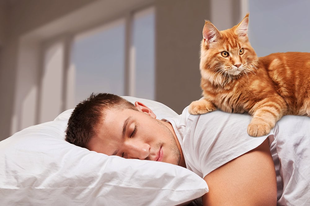 cat lying at the back of sleeping man