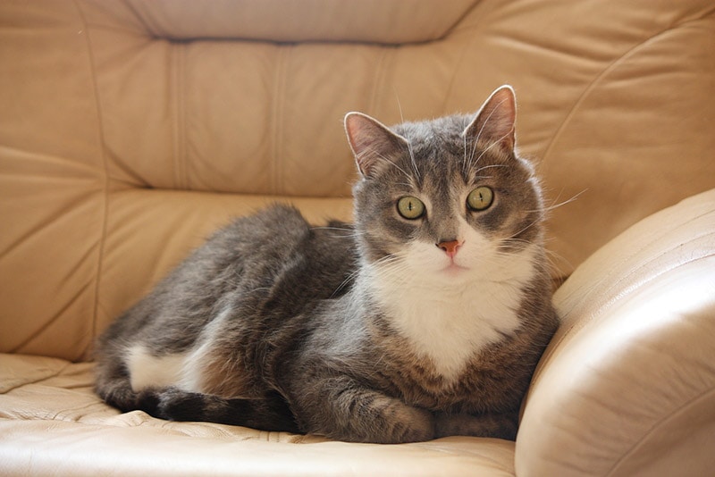 cat lying on the brown leather couch