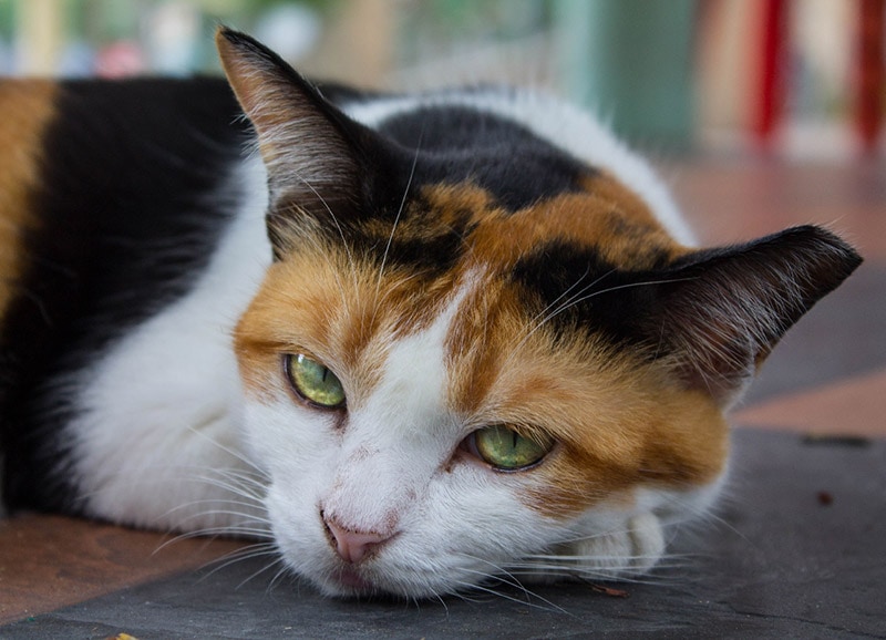 cat lying on the floor