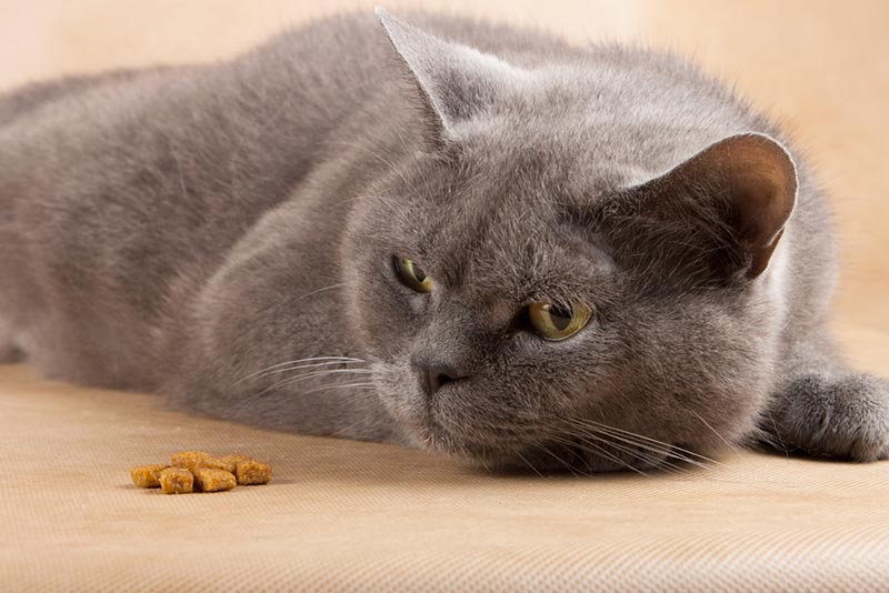 Mèo không ăn thức ăn