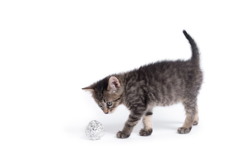 mèo chơi với quả bóng nhôm