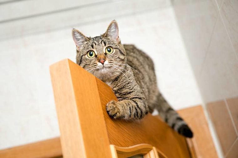 Why Do Cats Like High Places? 5 Reasons & Safety Tips Hepper