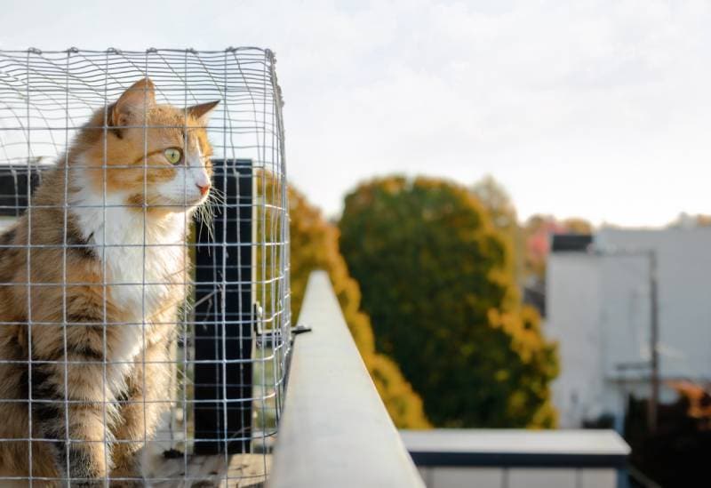 cat sitting in catio looking outside