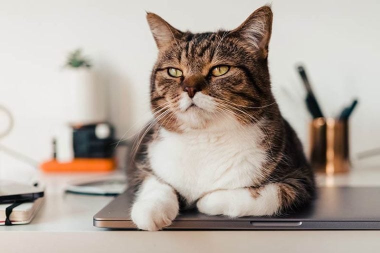 When Is Take Your Cat to Work Day? (Updated in 2024) Hepper