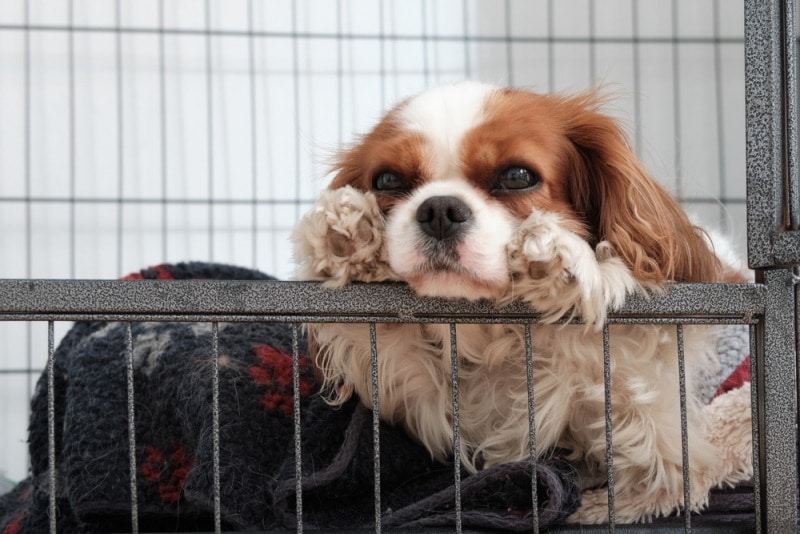 cavalier king charles spaniel dog inside crate