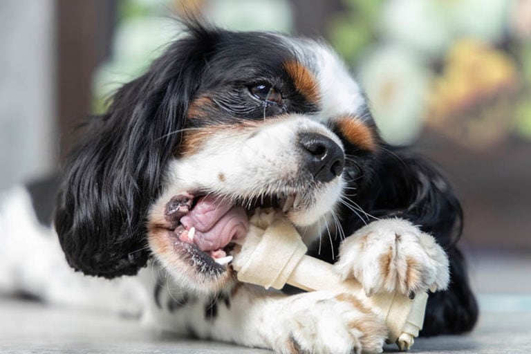 How Much Should a Cavalier King Charles Spaniel Eat? What You Need to