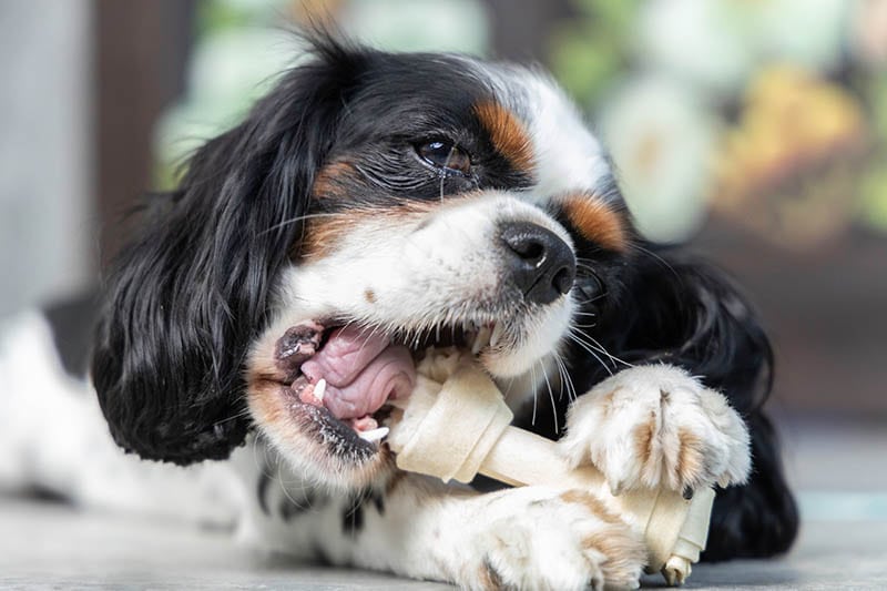 Cavalier King Charles spaniel nhai một món thịt chó