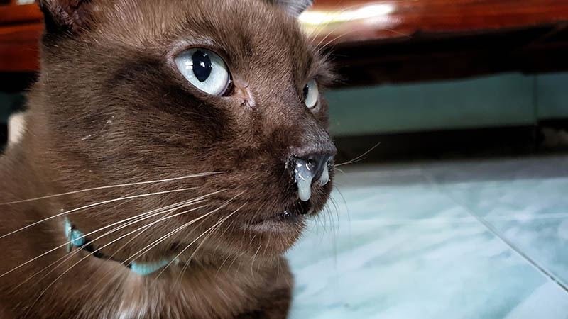 close up chocolate cat with dripping nose