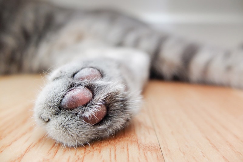 close-up of cat paw