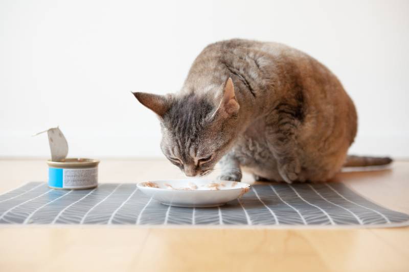 cận cảnh chú mèo mướp ngồi cạnh đĩa thức ăn bằng sứ đặt trên sàn gỗ và ăn
