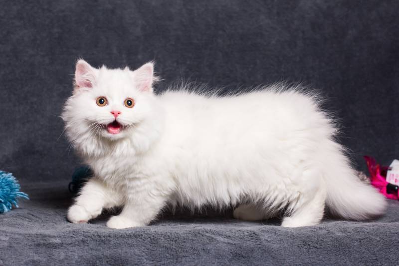 close up of white munchkin cat standing