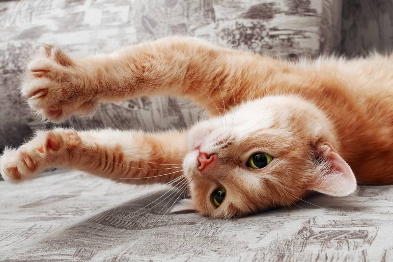 closeup of ginger cat lying on couch and stretching itself