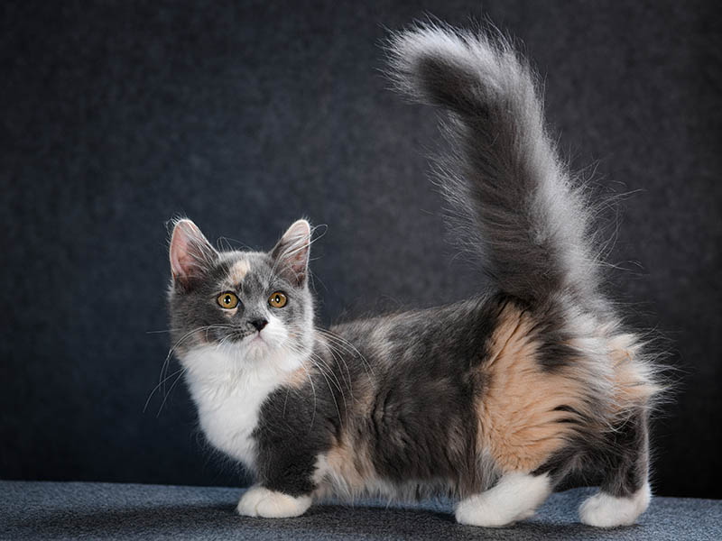 cute adorable playfull munchkin kitten