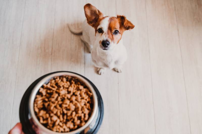 cute small jack russell dog at home waiting to eat his food in a bowl