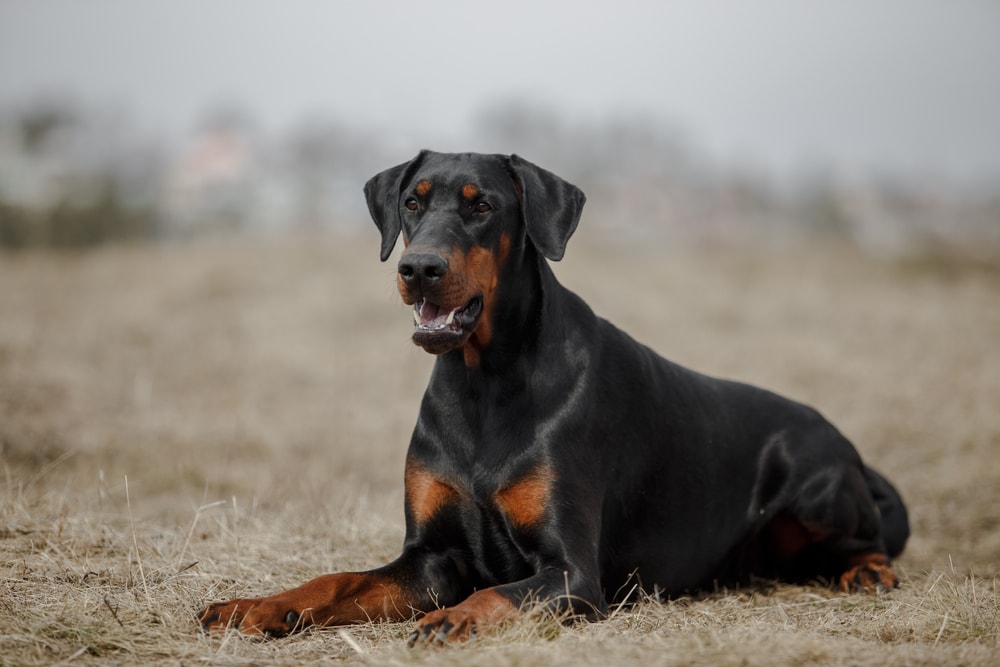 grey doberman