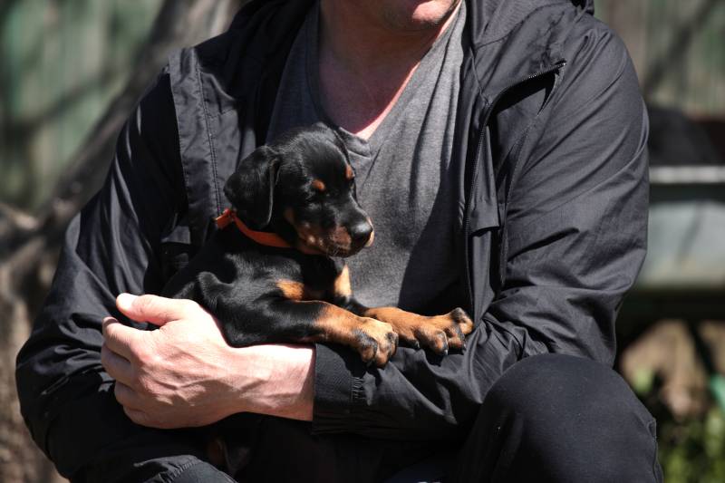 doberman puppy in the arms of owner