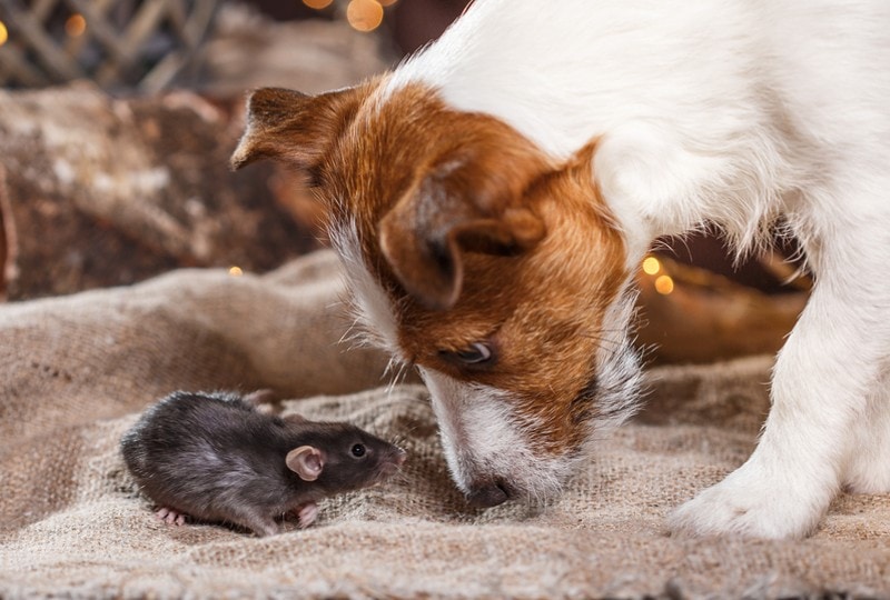 dog and rat