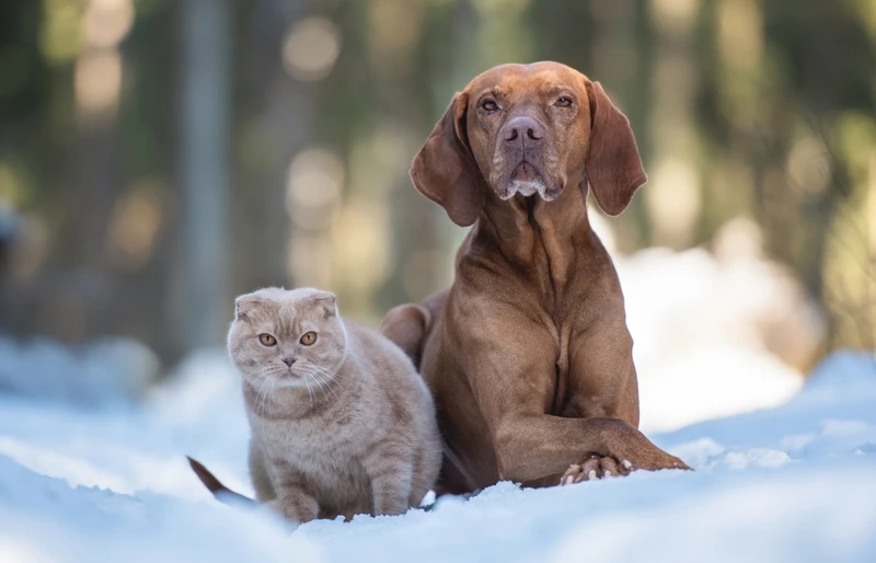 dog and scottish fold cat sitting beside each other in the snow