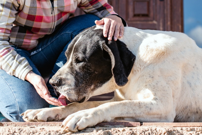 can you get rabies from a dog licking you