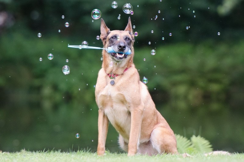 con chó chơi với bong bóng