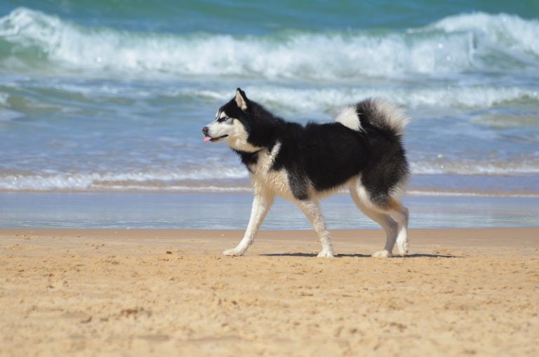 8 Amazing DogFriendly Beaches in Los Angeles, CA 2024 OffLeash & On