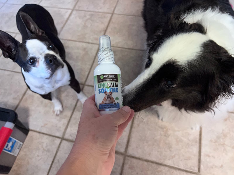 dogs sniffing the king kalm soothe product