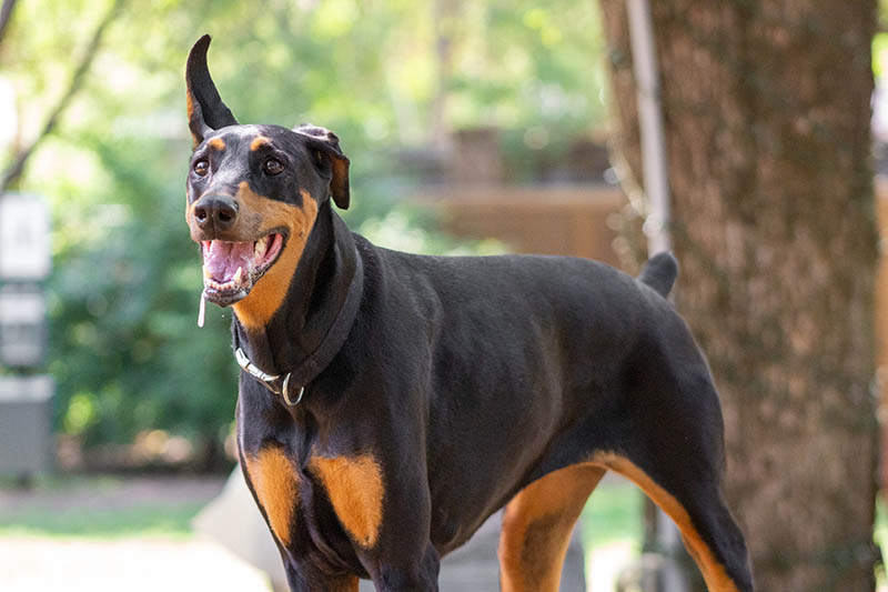 drooling doberman up close