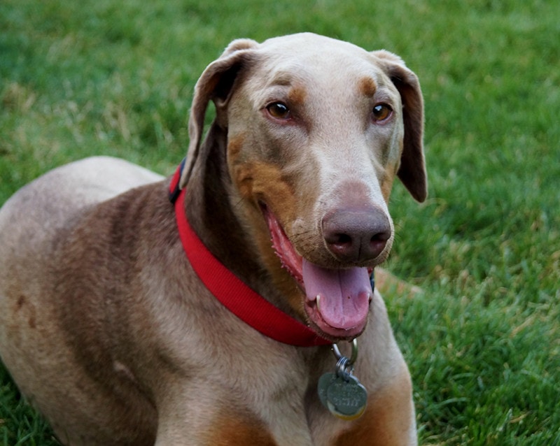 fawn Doberman dog sitting in grass