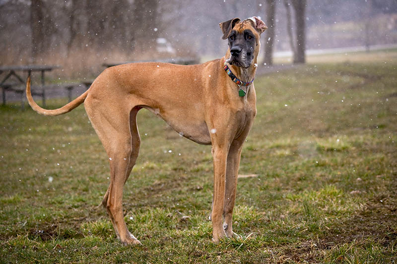 Fawn great dane standing outdoor during snowy day