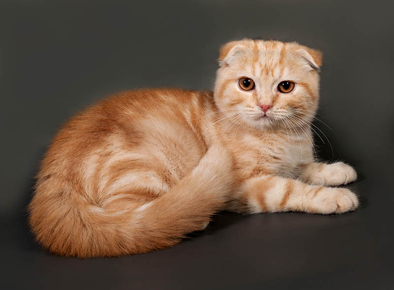 fluffy orange scottish fold