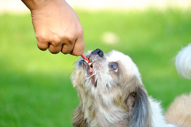 giving food stick to Shih Tzu dog