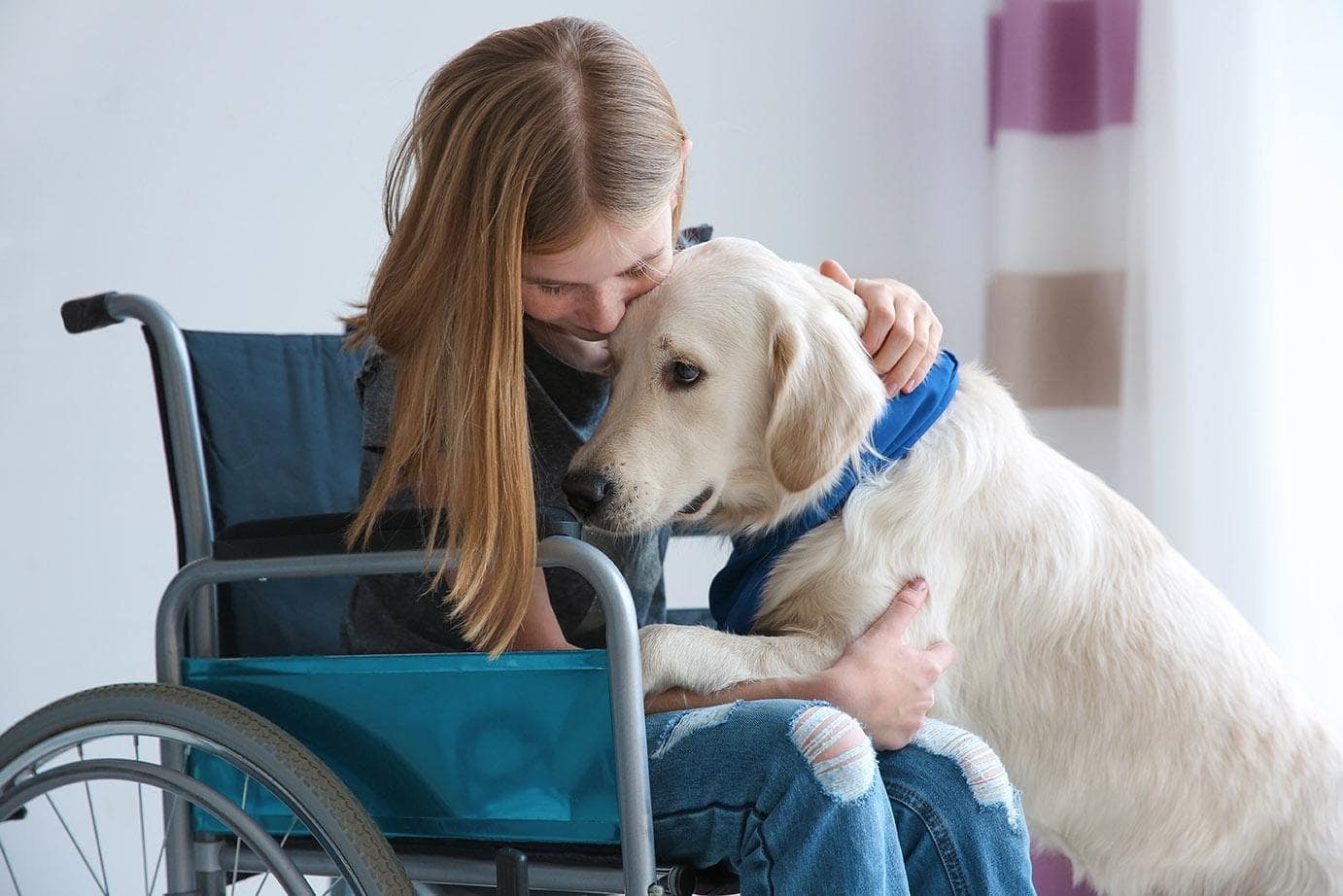 golden retriever as therapy dog