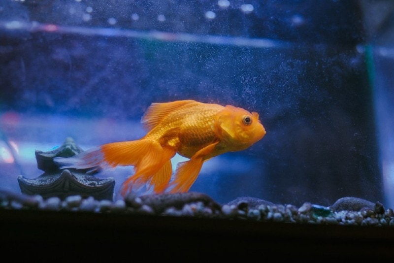 goldfish in a fish tank