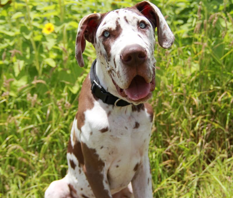 great dane puppy sitting on the grass