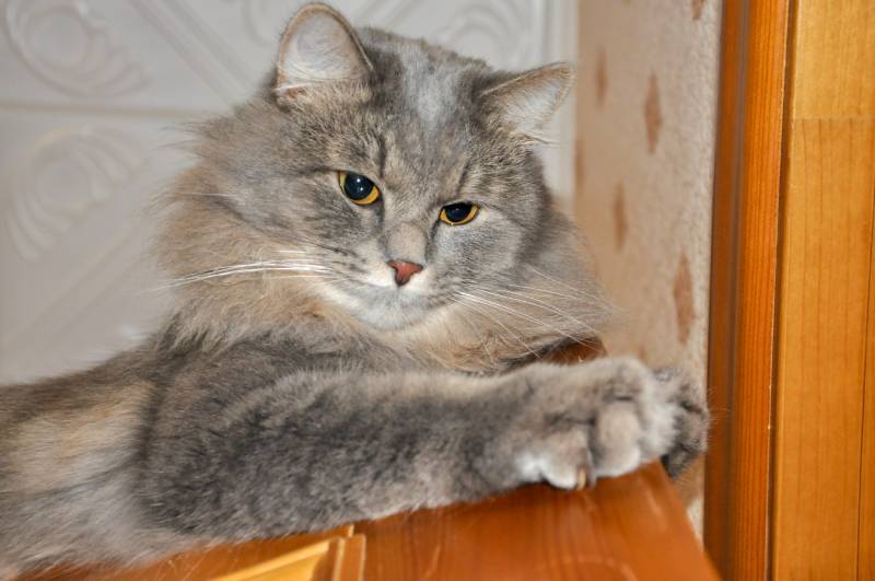 grey cat scratching the wooden door
