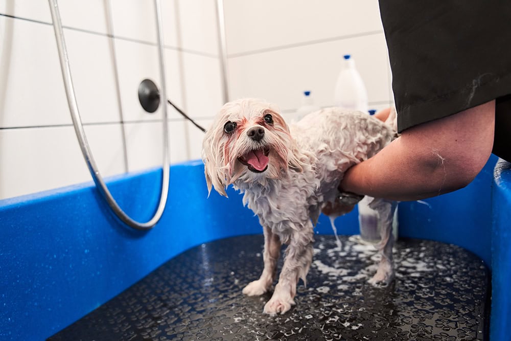 groomer giving maltipoo dog a bath