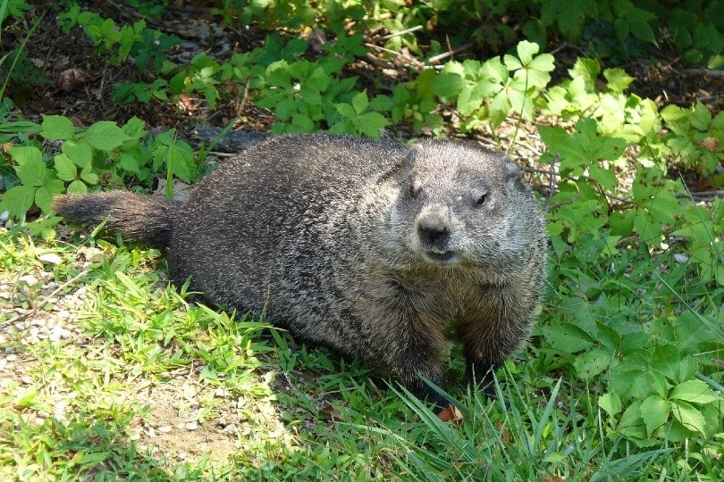 groundhog on grass