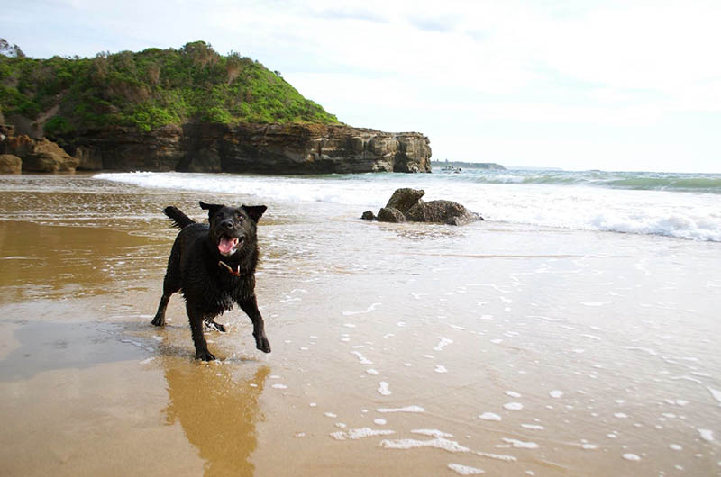 happy black dog at the beach