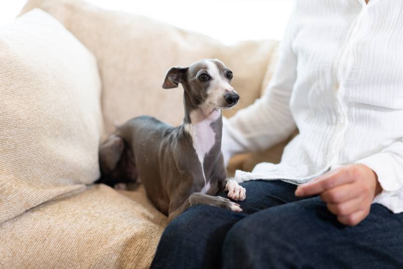 italian greyhound dog and woman at home